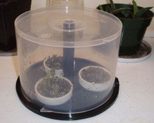 CD spindle case mini greenhouse - image 4993992