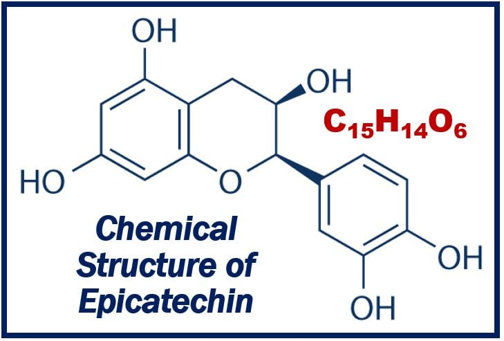 Chemical structure of Epicatechin - image for article