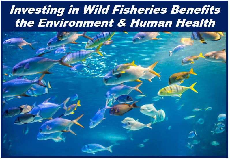 Environmental investment areas article - investing in wild fisheries