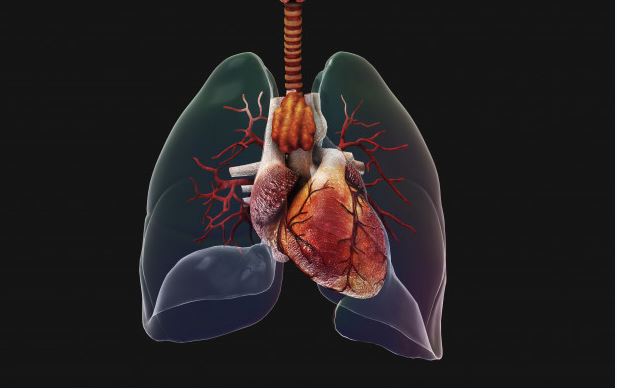 Illustration of inside of human chest area - image