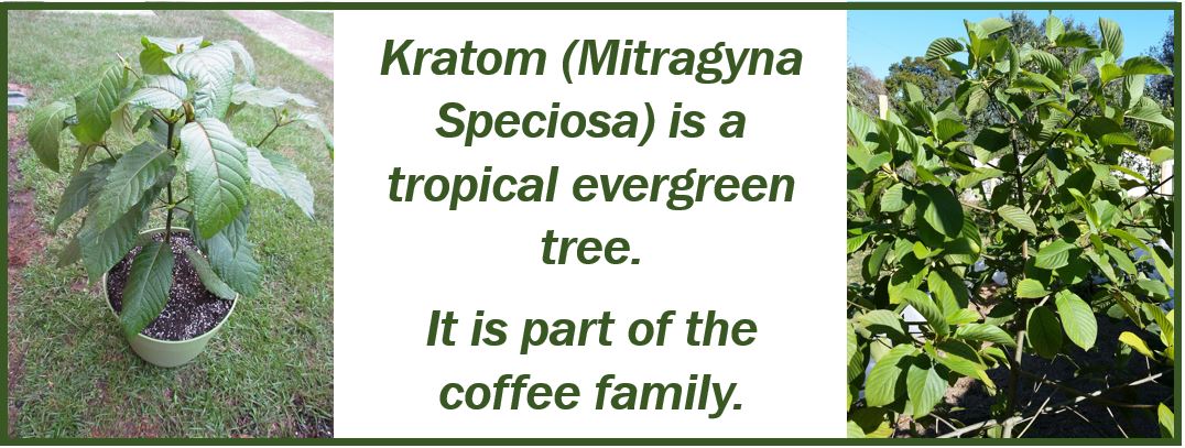 Kratom environment benefits - e98e98989e8