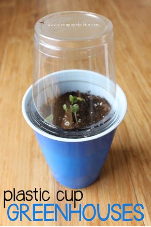 Plastic cup - grow your plants in them