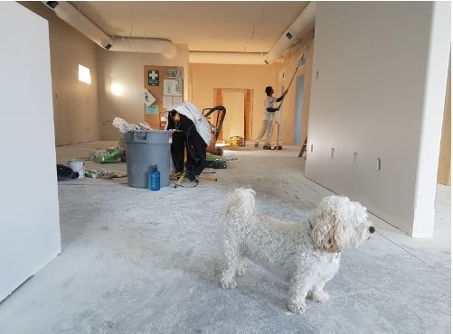 Your home renovation - image dog on carpet decorator in background