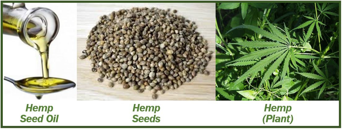 Benefits of Hemp Seed Oil - 499399