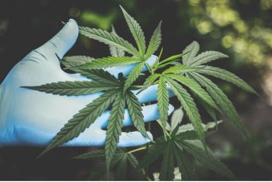 How to grow cannabis indoors - 1 555