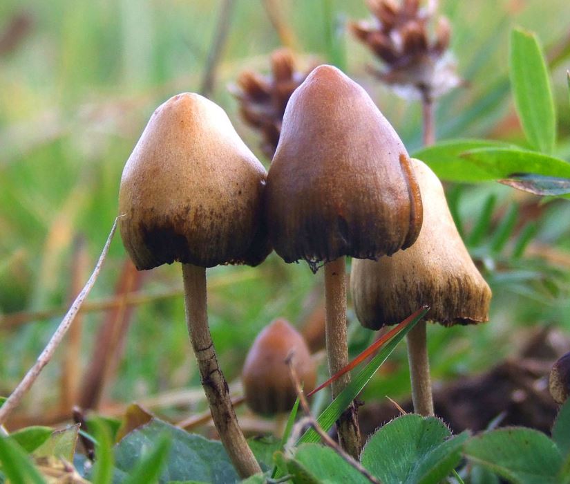 Strange facts about magic mushrooms - 498394894805890588