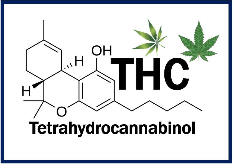 THC - THUMBNAIL