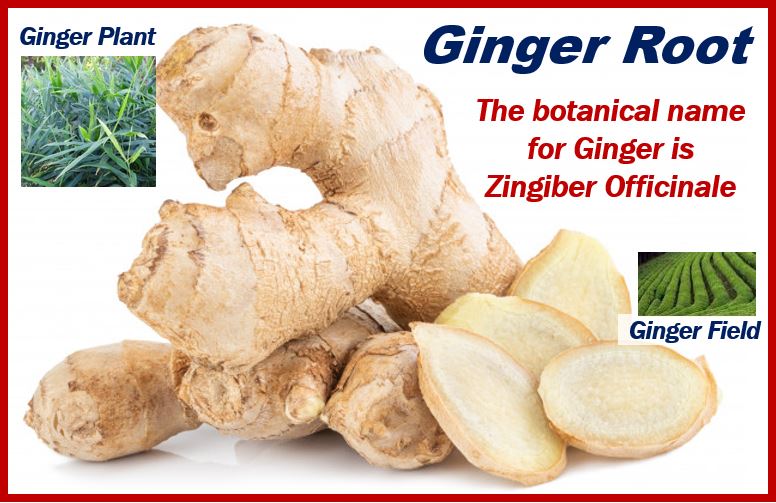 Alternatives to CBD oil - Ginger Root