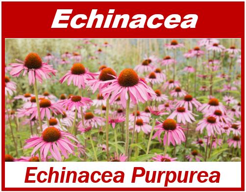 Echinacea - image 498398948