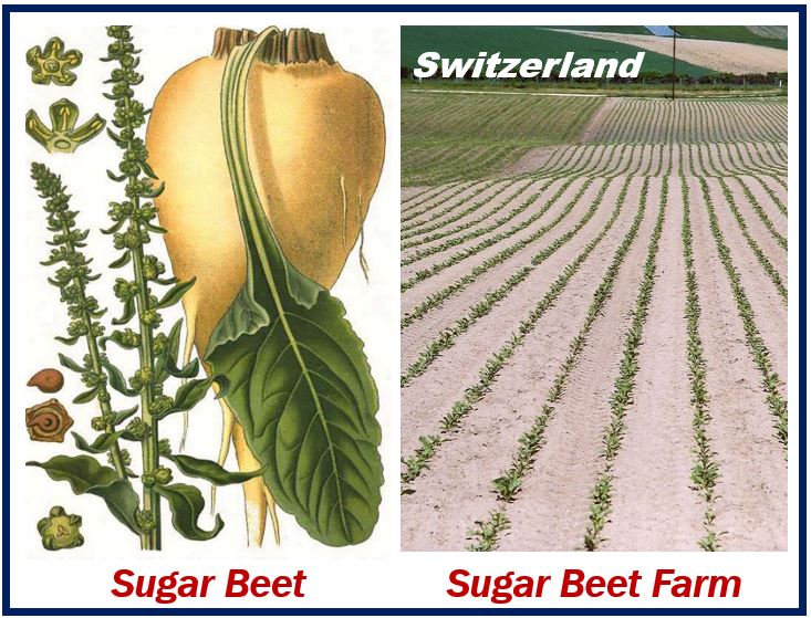 Sugar Beet - 64764764764