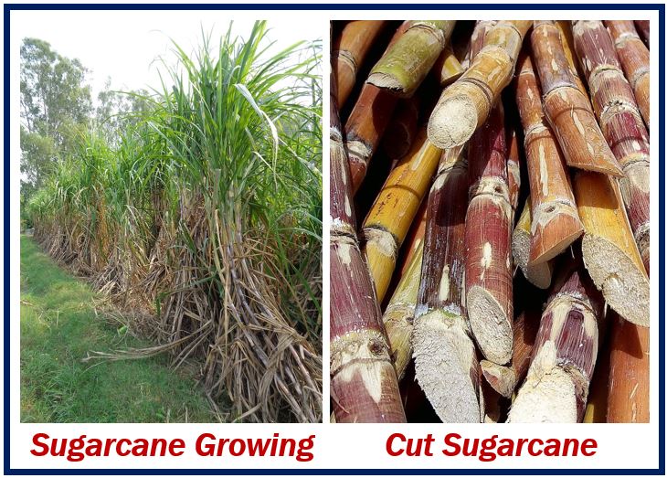 Sugarcane - cut and growing 499399