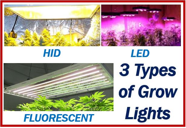 Grow lights - image for article - cannabis business