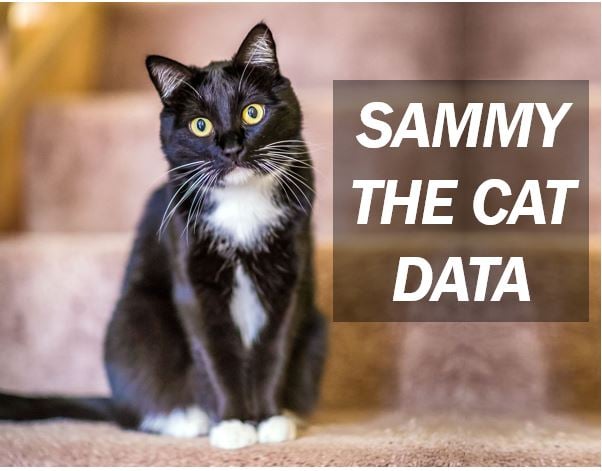 Sammy the Cat information