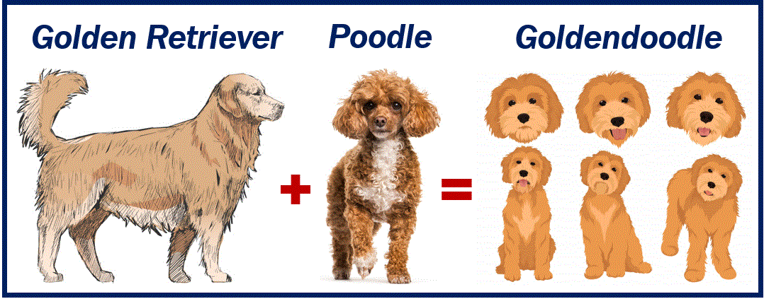 Golden retriever plus poodle equals goldendoodle - 38983983983
