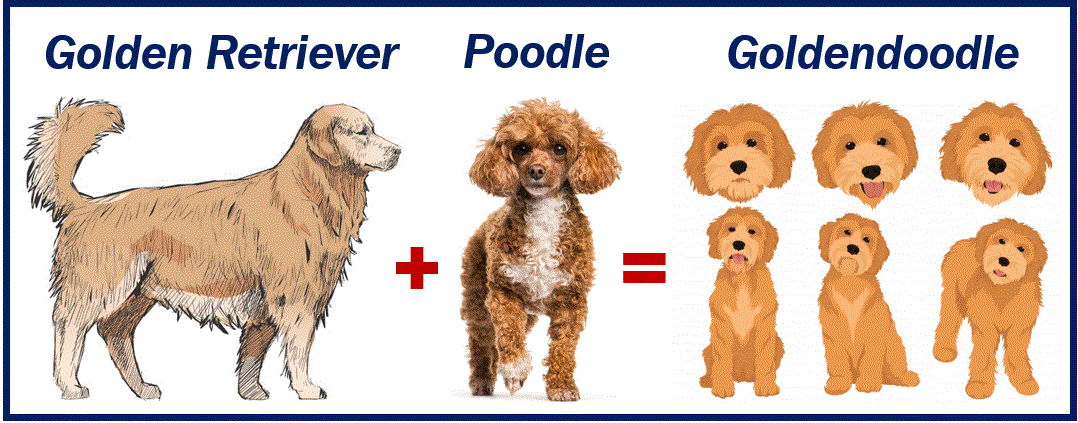 6 interesting facts about goldendoodles - market business news