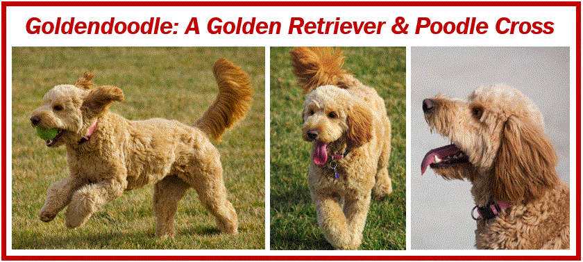 Goldendoodle - image for article