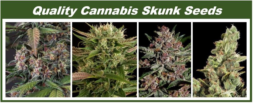 Quality cannabis skunk seeds - 1234567890