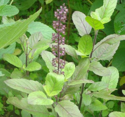 Health Benefits of Tulsi Tea - Market Business News