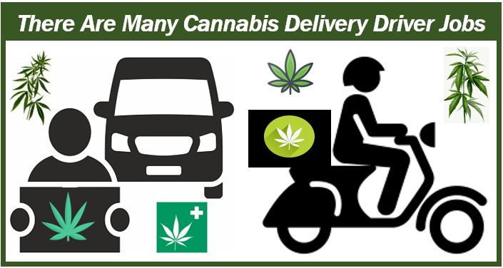 Cannabis delivery driver - image for article