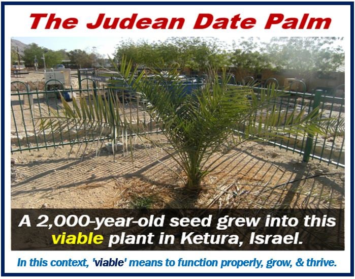 Judean Date Palm - image for article