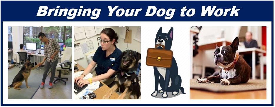Bringin your dog to work - office dog - dog friendly office