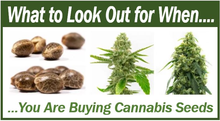 Cannabis Seeds - Best Seeds for Spring Garden