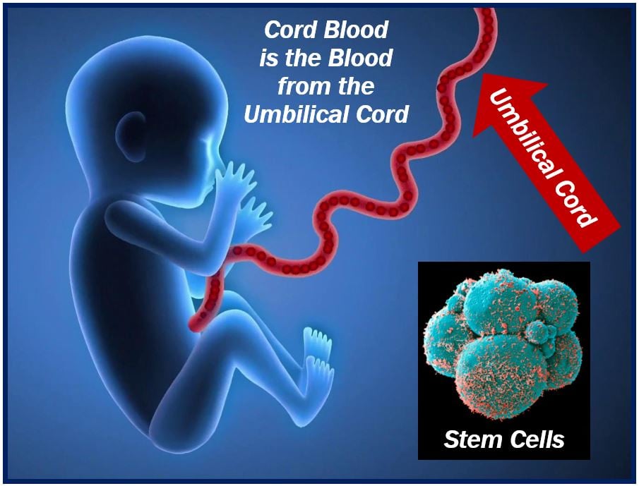 Exploring Innovative Medicinal Wonders - Cord Blood Banking
