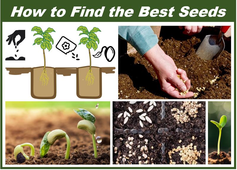 Find the best seeds - 45002n