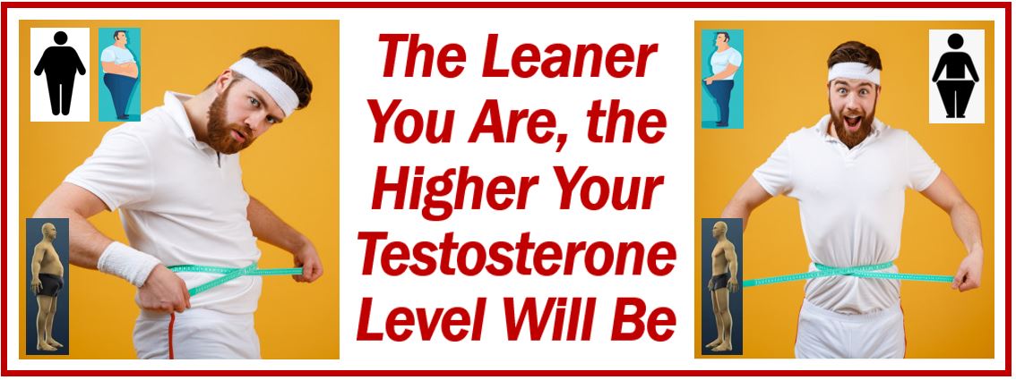 Leaner men have more testosterone 9093890389308