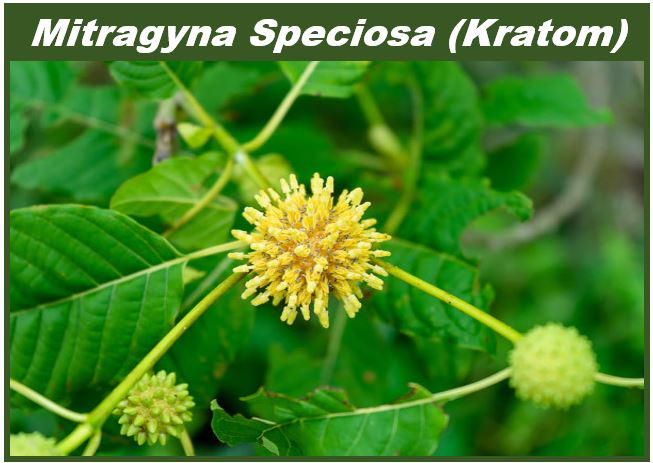 Mitragyna Speciosa - Kratom