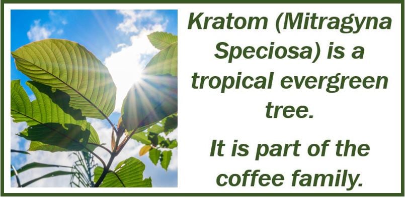 About Kratom - image for article 499599