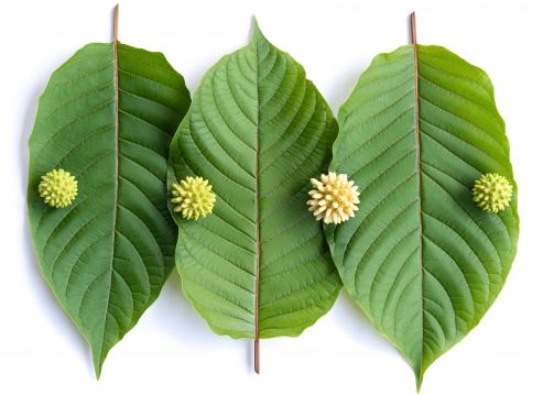 Kratom thumbnail image 30032