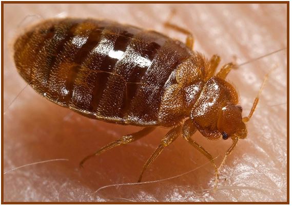 Bed bug - 40983098038