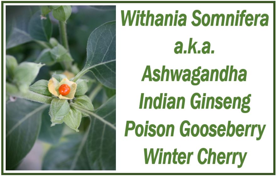 Benefits of Ashwagandha Supplements