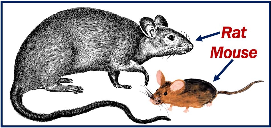 Rat and mouse - pests