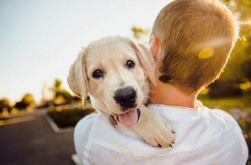 Health benefits of having a pet - 389383