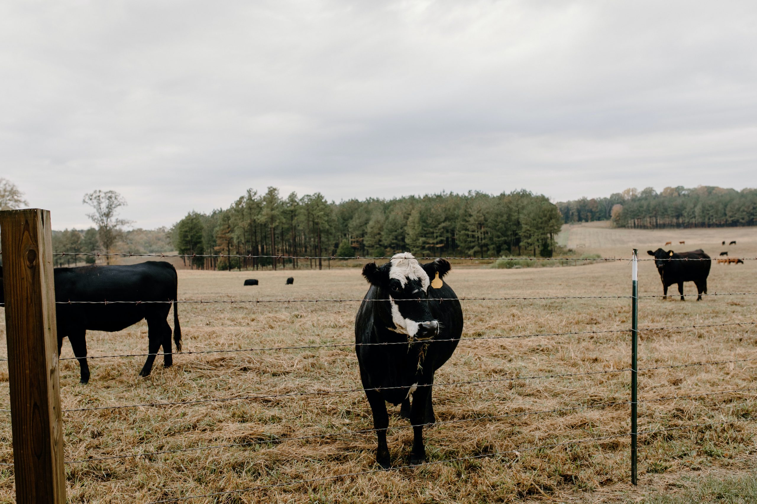 How Much Land Do You Need For A Cattle Ranch