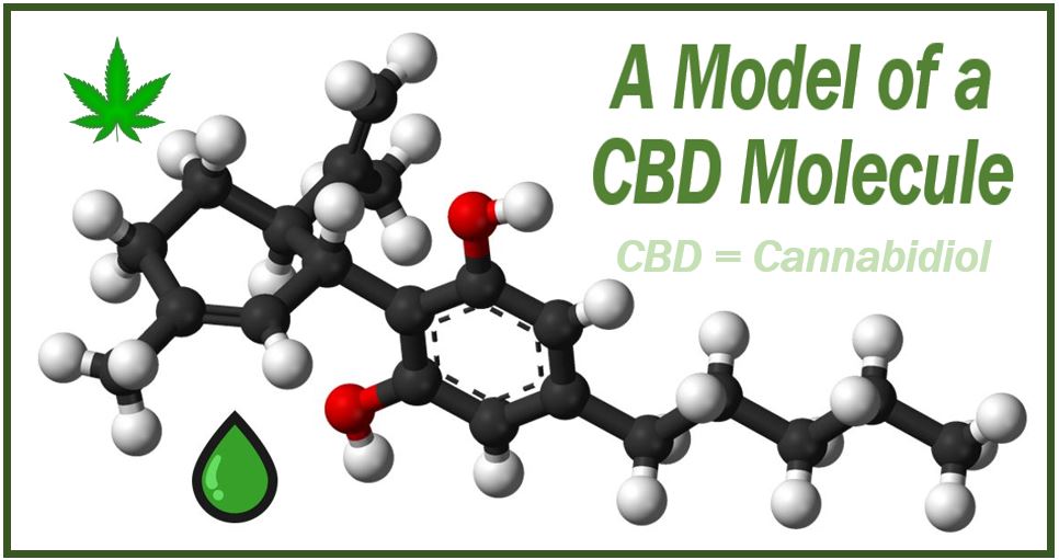 Model of a CBD Molecule - CBD Products and their Health Benefits