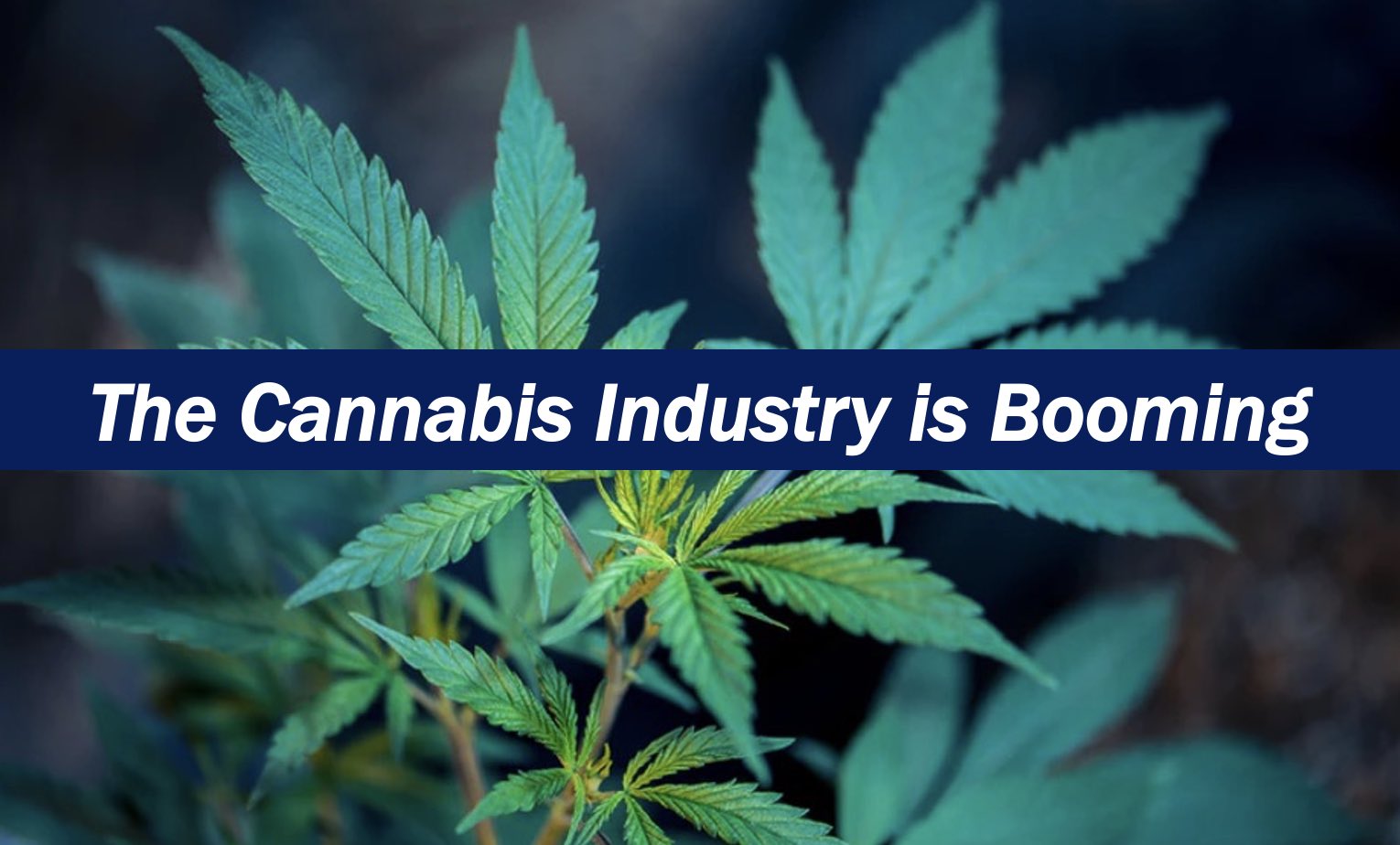 The Cannabis Industry Is Growing: Opportunities You Shouldn’t Miss ...