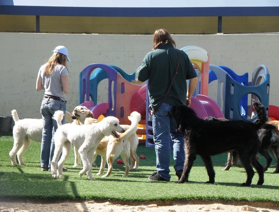 How To Start A Full Service Doggy Daycare Facility Market Business News   Doggy Daycare 