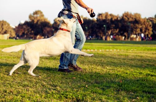 do you need to go to college to be a dog trainer