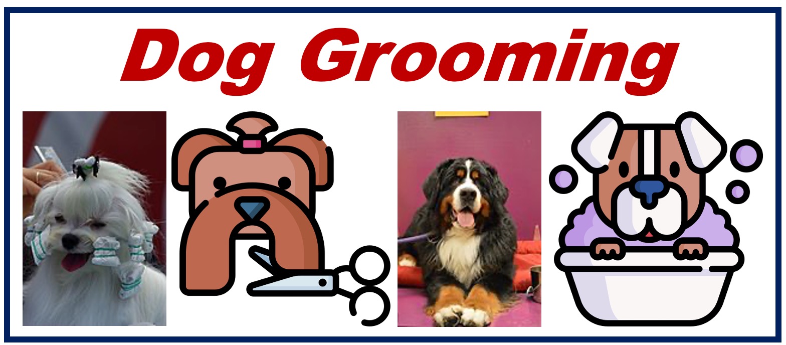 Best dog grooming service - 34994