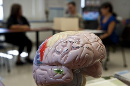 Model of human brain - people in background