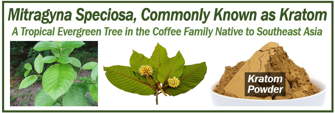 Kratom - Powder - Tree - Leaves - Get Energized In A Healthy Way