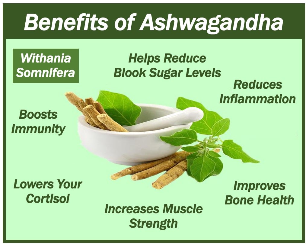 Long Term Benefits Of Ashwagandha