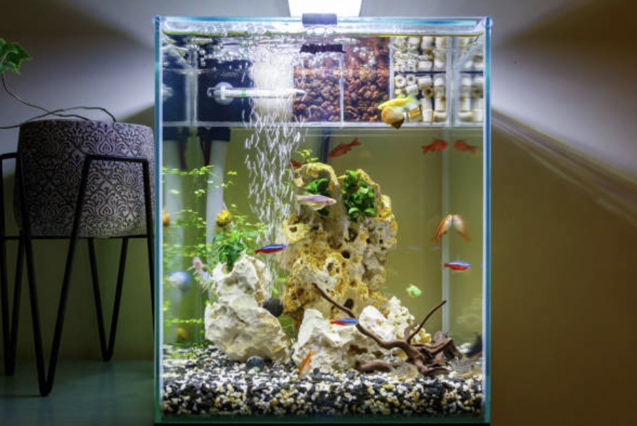 How To Start Your Own Home Aquarium Market Business News   Home Aquarium 