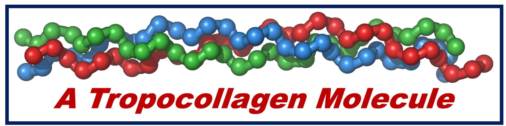 Collagen - a tropocollagen molecule