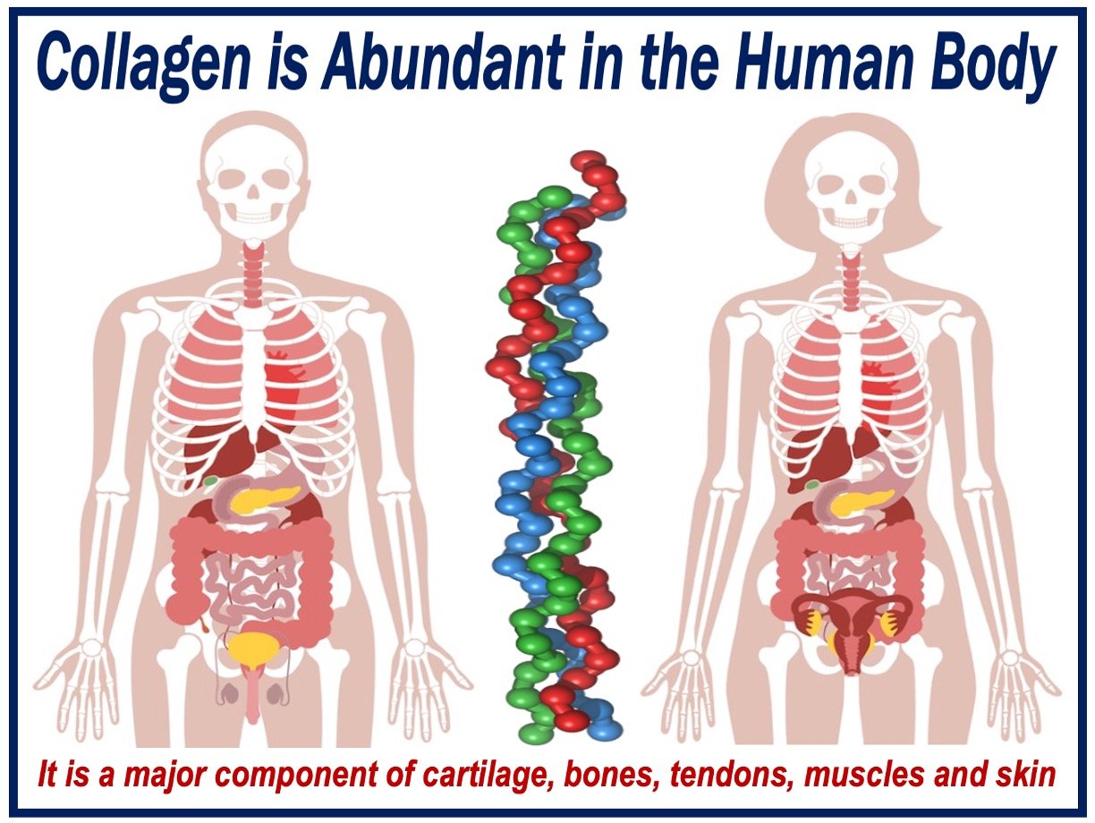 Collagen is abundant in the human body