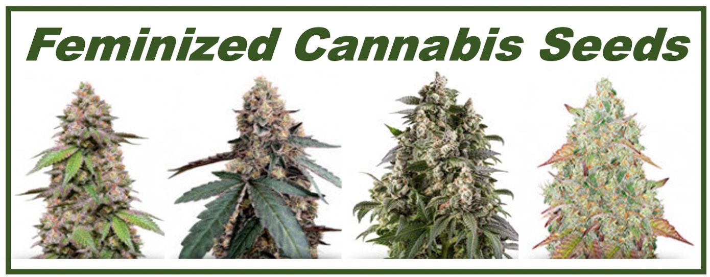 Feminized cannabis seeds