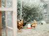 Wings of Leisure: Crafting a Lifestyle with the Backyard Chicken Hobby